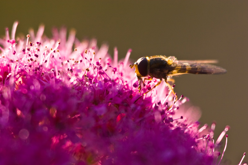 American Hoverfly On Subalpine Spirea